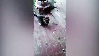 Funniest Cats Videos