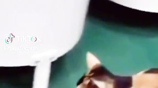 'funny animals videos 2023 2