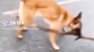 funny animals videos 2023 2