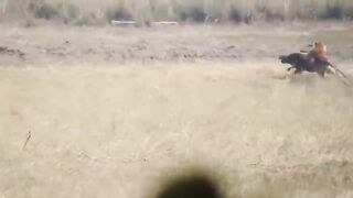 Tiger animal