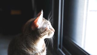 Cat Blending Full Video
