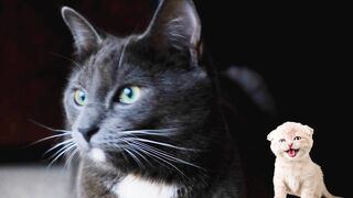Funny Cat Videos 2