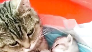 Baby Cats - Cute and Funny Cat Videos Compilation 74 Animal Club.