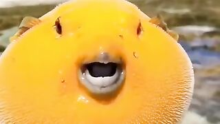What is fish ????????