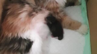My cat is breastfeeding