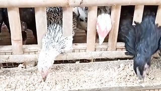 Ayam di kandang lagi makan
