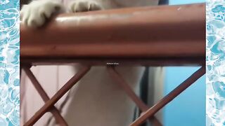 funny new cutest cat video 2023 ll kitten ll cute ???? kitten