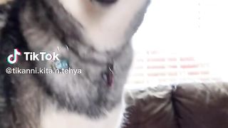 Funny video 883