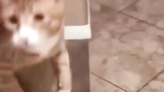 Cute cat compilation???????? Funny pet videos cats