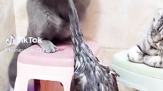 Funny cat videos .tiktok videos