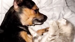 Funniest Animals videos compilation best of 2023.try not to laugh ???? ???? animals cat dog pets