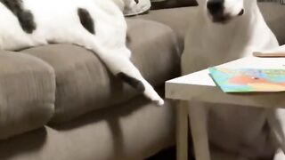 Funny animals 2023???? - Funniest Cats and Dogs Video