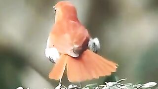 Suara Cantik Burung