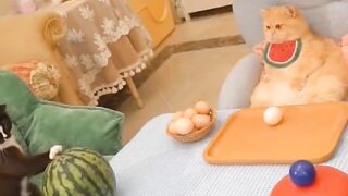 Funny cat video 2023 cute cats Try not to laugh Cat videos compilation shorts