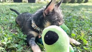 Puppy 3