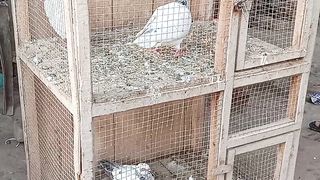 Pigeon 2