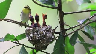 Pleci bird