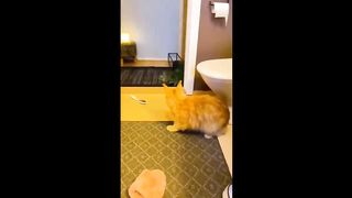 ???? It's To LAUGH When Watching This Video Of The FUNNIEST CATS On Earth ???? - Funny Cats Life 2