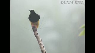 The Beautiful Sounds of Birds in Papua, Indonesia