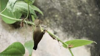 Kolibri Bird
