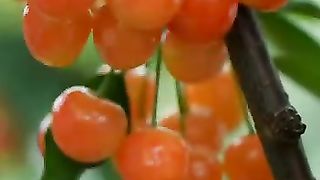 Beautiful vedio flavors