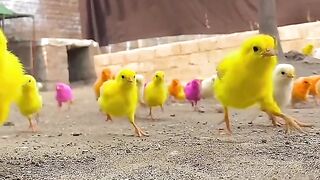 Funny video 884