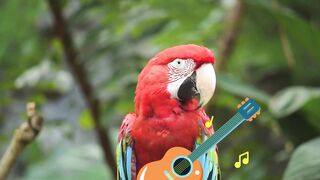 Birds and Blues Music
