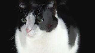 Cat Dance Funny