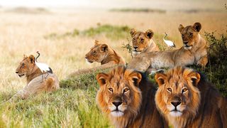 Lion and Blues Music