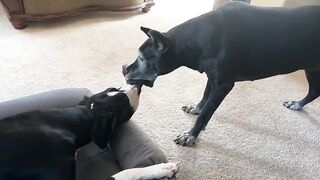 Great Dane Swaps Dog Beds, Plays Tug-of-war Games