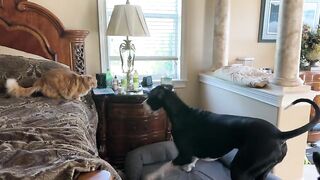 Playful Great Danes' & Cat's Funny Morning Exercise Routine - Pawcast