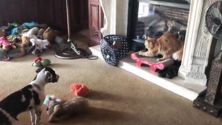 Funny Great Dane Puppy Respects Cat's Personal Scratching Space