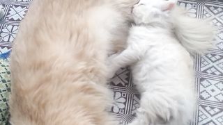 Baby cat playeing