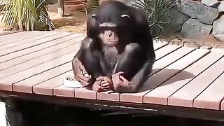 This Chimp admiring and feeding the fish