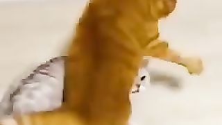 Kucing gokil