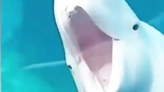 Funny Animal Tiktok Compilation ????! #1
