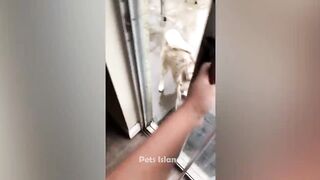 Animals Getting Scared Over Nothing ???? [Funny Pets] | Pets Island 3