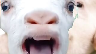 Funny and cute goat with pig