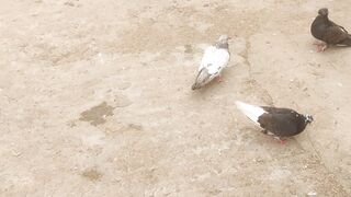 duck and pigeon