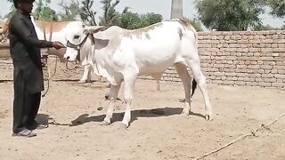 Bachra for sale
