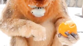So cute! ❤️   But I’m confused… how we got tropical monkeys with oranges in the snow?