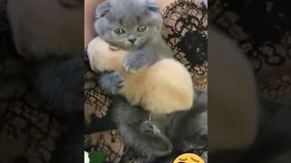 Hey one in a Million love cat ???????????? Cute kitten hugs puppy