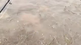Mancing ikan gabus