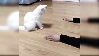 ❤Baby Cats - cats funny moments
