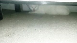 Cat doesn't want to go out