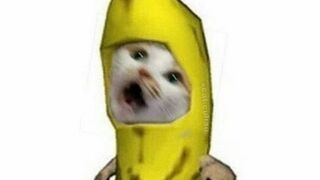 Cat compilation ????????