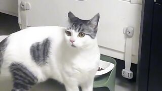 Funny cat 49