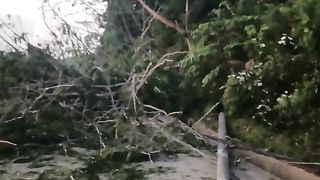 Fallen tree