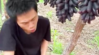 Fruit 3