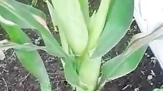 Petani